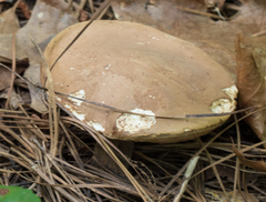 Tylopilus indecisus