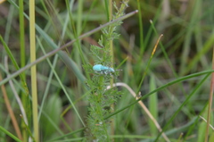 Phyllobius virideaeris