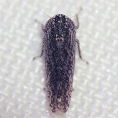 Lycioides