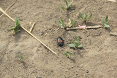 Margarinotus bipustulatus
