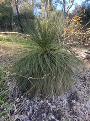Xanthorrhoea preissii