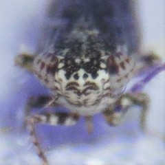 Lycioides