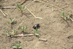 Margarinotus bipustulatus