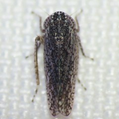Lycioides