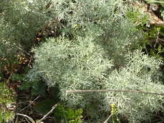 Artemisia alba