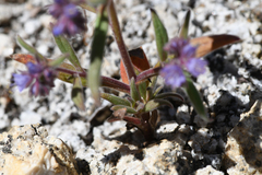 Phacelia quickii