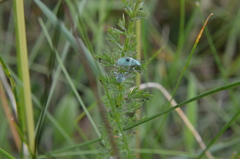Phyllobius virideaeris