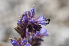 Phacelia quickii