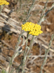 Achillea tomentosa