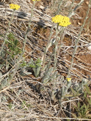 Achillea tomentosa
