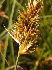Carex hormathodes