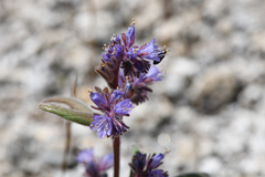 Phacelia quickii