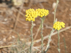 Achillea tomentosa