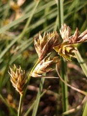 Carex hormathodes
