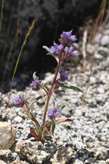 Phacelia quickii