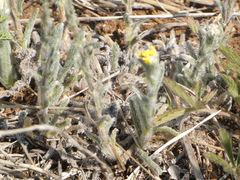 Achillea tomentosa