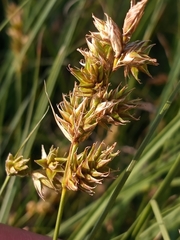 Carex hormathodes