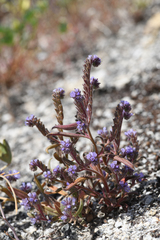 Phacelia quickii