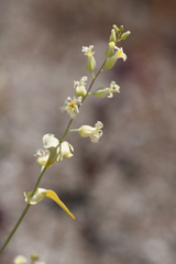 Streptanthus diversifolius