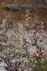 Streptanthus diversifolius