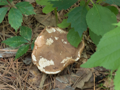 Tylopilus indecisus