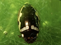 Platambus fimbriatus