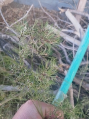 Poa bulbosa