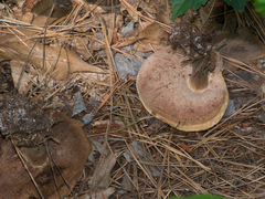 Tylopilus indecisus