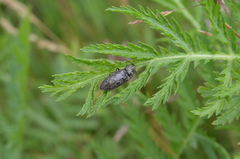 Prosternon tessellatum