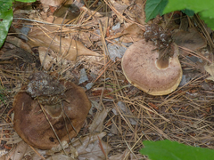 Tylopilus indecisus