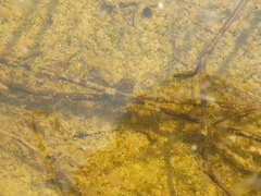 Hyla intermedia perrini