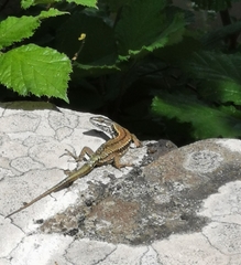 Podarcis muralis