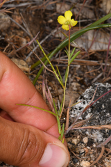 Camissonia sierrae sierrae