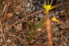Camissonia sierrae sierrae