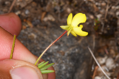 Camissonia sierrae sierrae