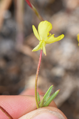 Camissonia sierrae sierrae