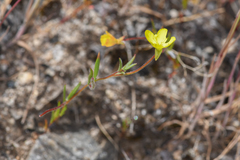 Camissonia sierrae sierrae