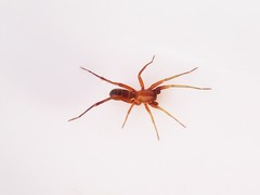 Castianeira gertschi