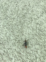 Cantharidae