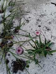Othonna digitata