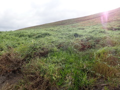 Rhynchosia chrysoscias