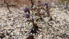 Phacelia quickii