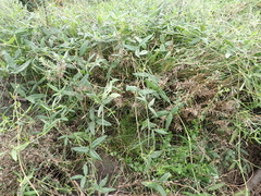 Rhynchosia chrysoscias