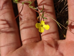 Camissonia sierrae sierrae