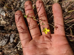 Camissonia sierrae sierrae