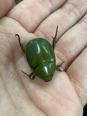 Anomala rubripes rubripes