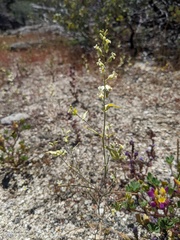 Streptanthus diversifolius