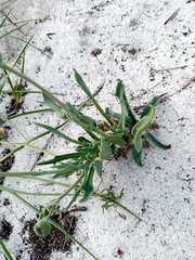 Othonna digitata
