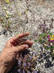 Streptanthus diversifolius