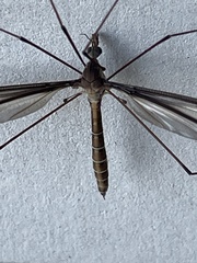 Tipula furca